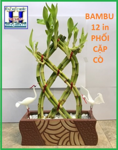+ Bambu Cao 12 In Phối Cặp Cò.