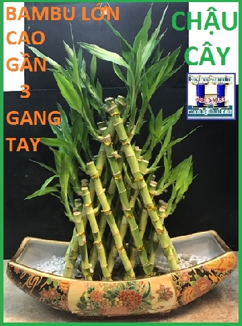 Chậu Cây Bambu Lớn (Cao Gần 3 Gang Tay)