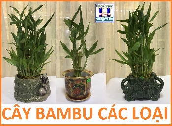 Cây Bambu Các Loại,Có Cắm Chậu (Lớn,Nhỏ)