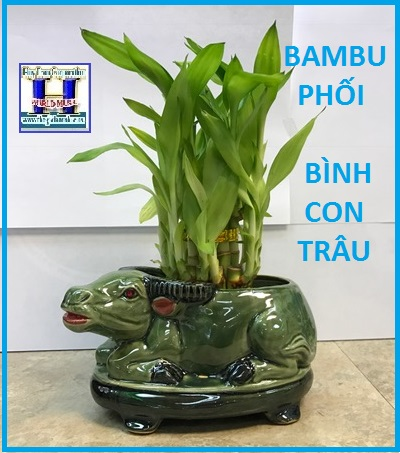 + Bambu Phối Bình Con Trâu (Cao 12 In)
