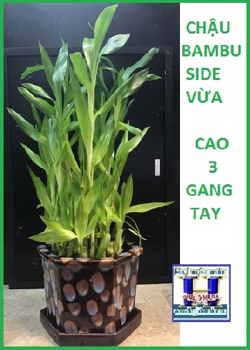Chậu Cây Bambu (Side Vừa,Cao Gần 3 gang tay)