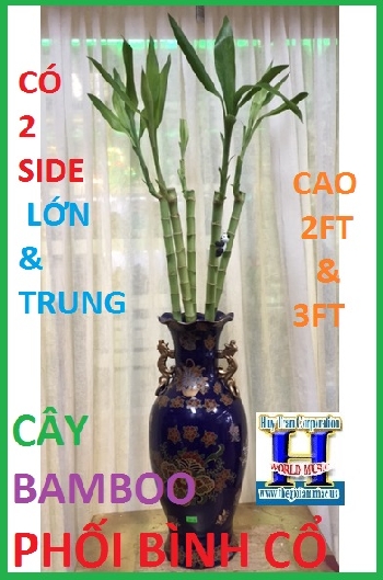 + Cây Bamboo Phối Bình Cổ (Side Trung,Lớn)
