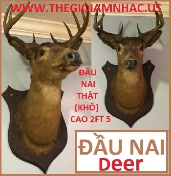 +  A  -  Đầu Nai Thật / Deer (Cao 2FT5)