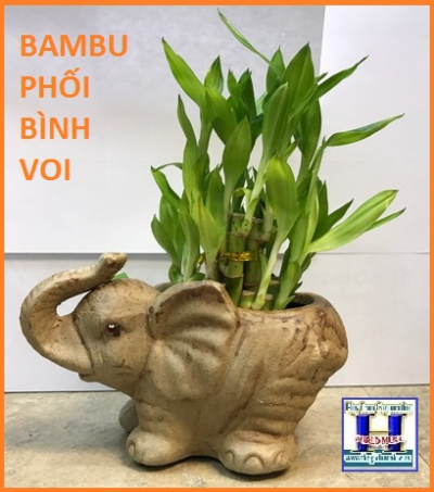 + Bambu Phối Bình Voi (Cao 12 In)