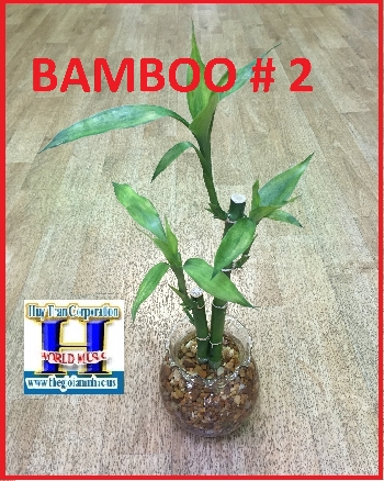 +Cây Bamboo #2 (Cây Sống)