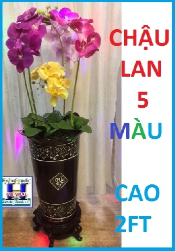 + Chậu Lan 5 Màu (Cao 2FT)